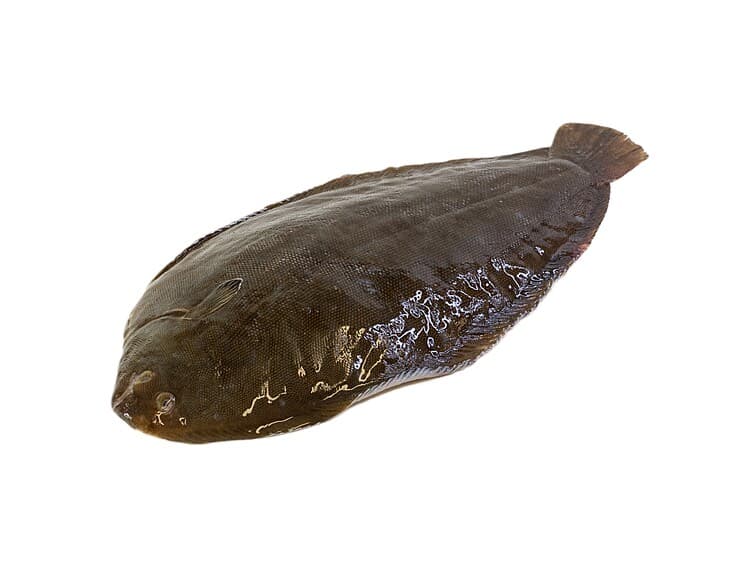 Sjøtunge