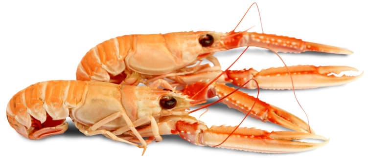 Sjøkreps