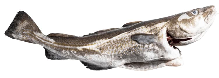 Torsk hel