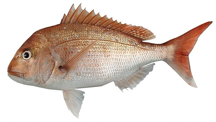 Red Snapper