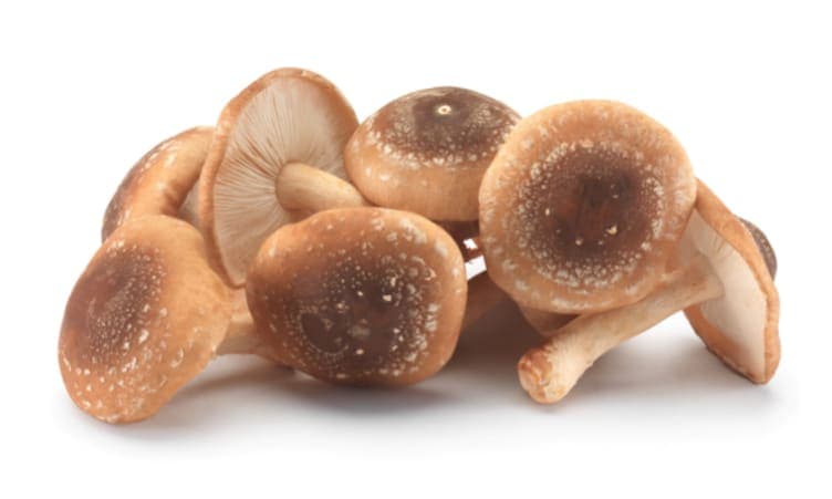 Sopp Shitake