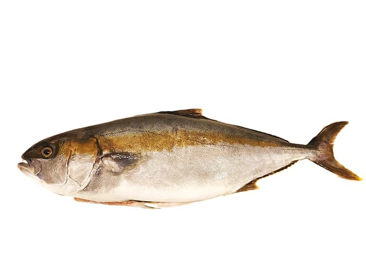 Kingfish hel