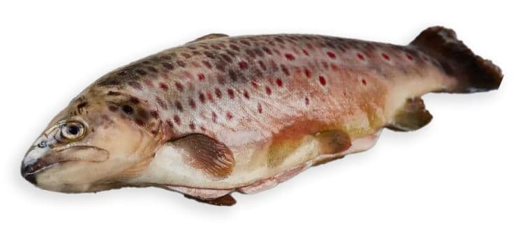 Hel jølsterørret
