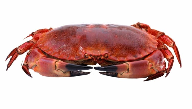 Kokt krabbe bestilles pr stk á ca. 500g