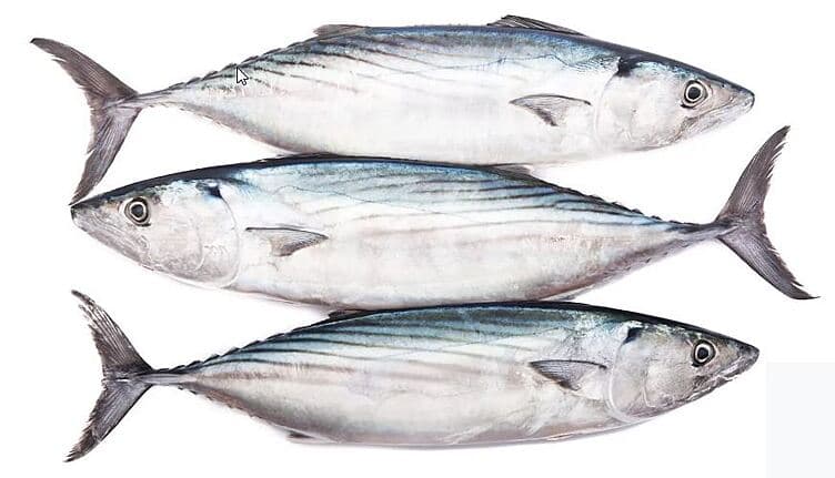 Bonito