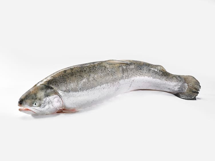 Hel ørret Oppdrett