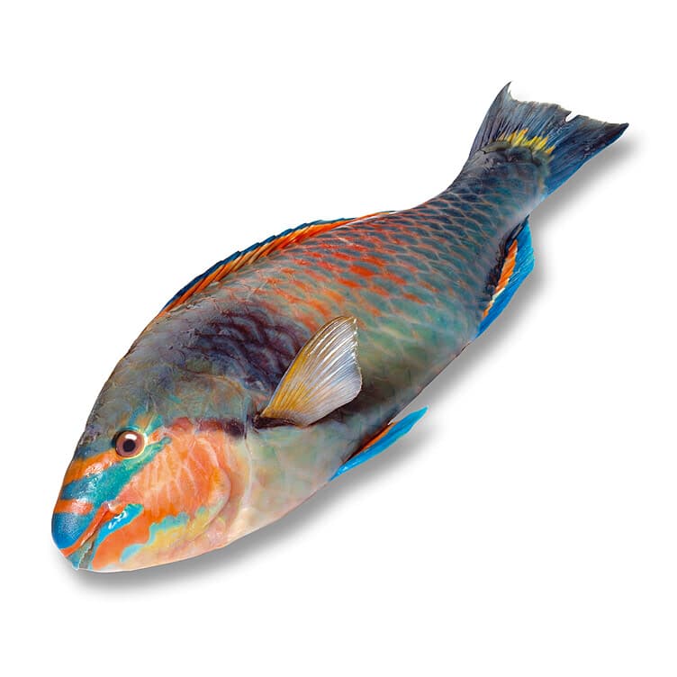 Papegøyefisk