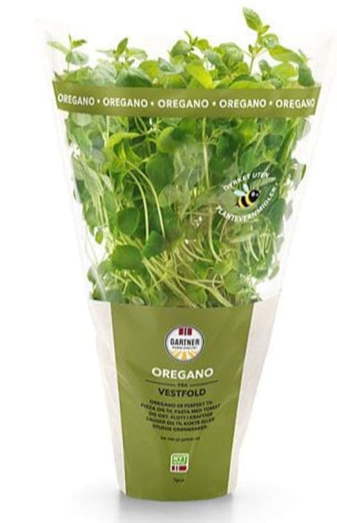 Oregano