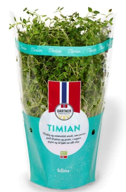 Timian 12cm Stor Potte